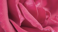 Close-up Flowers pink Plants