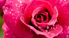 Close-up Flowers pink water