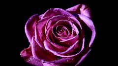 Close-up Flowers water drops