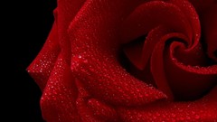 Close-up Flowers water drops