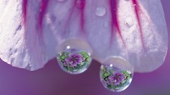 Close-up Flowers water drops