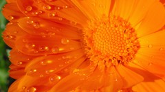 Close-up Flowers water drops