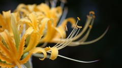 Close-up Flowers yellow flowers