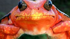 Close-up Frogs amphibians