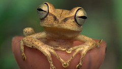 Close-up Frogs amphibians