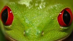 Close-up Frogs wildlife amphibians Red-Eyed Tree Frog