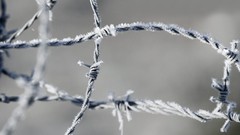 Close-up frost wires