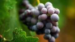 Close-up grapes fruits