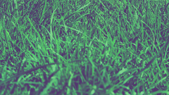Close-up grass