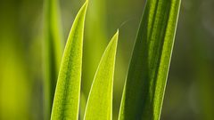 Close-up grass macro
