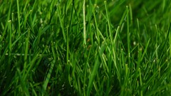 Close-up grass nature