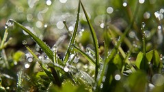 Close-up grass Plants dew