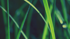 Close-up grass Plants macro