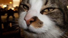 Close-up indoors cats Animals