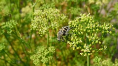 Close-up insects Beetles