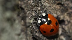 Close-up insects bugs ladybirds