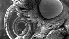 Close-up insects grayscale monochrome