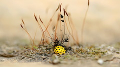 Close-up insects ladybirds