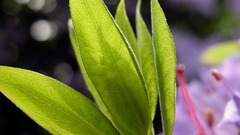 Close-up leaf