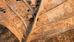 Close-up leaf leaves Plants