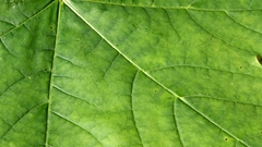 Close-up leaves