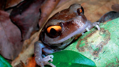 Close-up leaves Frogs amphibians