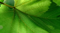 Close-up leaves Plants