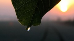 Close-up leaves water drops