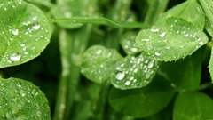 Close-up leaves water drops