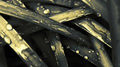 Close-up leaves water drops