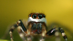 Close-up macro spiders arachnids