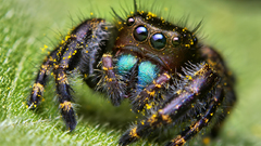 Close-up macro spiders arachnids