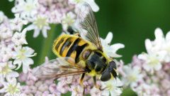 Close-up macross bees