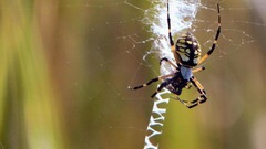 Close-up macross spiders arachnids