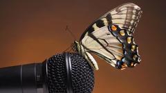 Close-up microphones Butterflies
