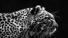 Close-up monochrome cheetahs