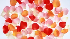 Close-up multicolor flower petals