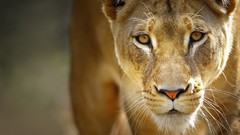Close-up nature Animals Lions