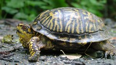 Close-up nature Animals turtles