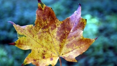 Close-up nature autumn leaves