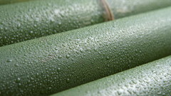 Close-up nature bamboo