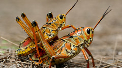 Close-up nature bugs grasshopper