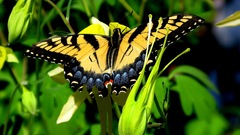 Close-up nature Butterflies