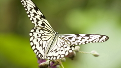 Close-up nature Butterflies