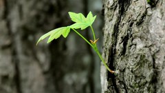 Close-up nature depth of