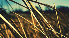 Close-up nature Desktopography