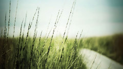 Close-up nature fields roads