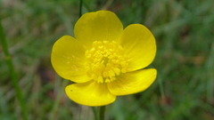 Close-up nature Flowers