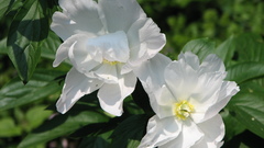 Close-up nature Flowers
