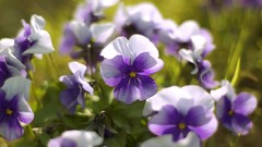 Close-up nature Flowers